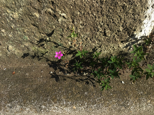 偶然がすき。
